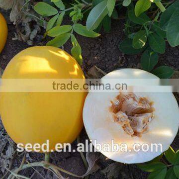 White Jombo No.2 Chinese Early-maturity musk melon seeds