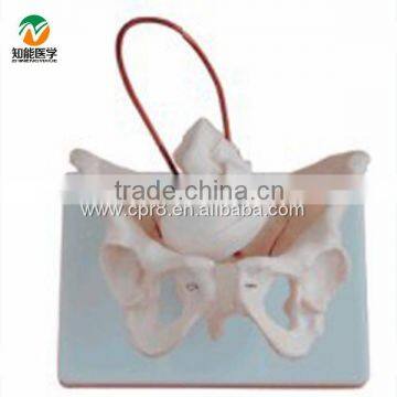 BIX-A1026 Female Pelvis Model with fetal skull, Midwifery Bone Model