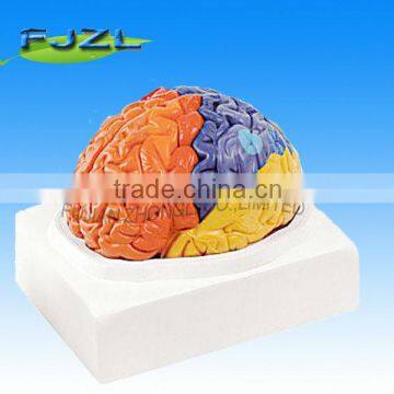 Medical human brain model of thalamus -2parts