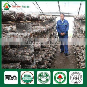 Black Chinese Mushrooms,Shitake Mushrooms Health Benefits,Growing Shitake Mushrooms photo-2