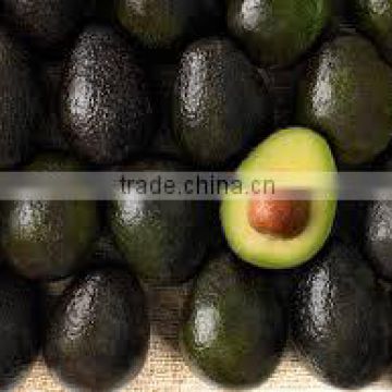 Quality Fresh Avocado ( Hass & Fuerte )