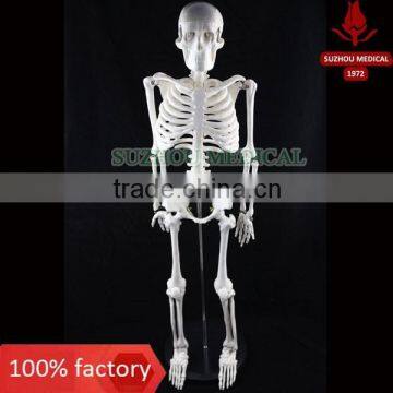 85cm human skeleton model