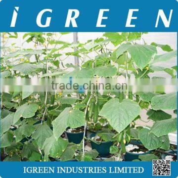 Dutch Pot Vegetable Growing System photo-6