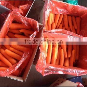 Low Price Fresh Bulk Carrot to Whole World photo-3