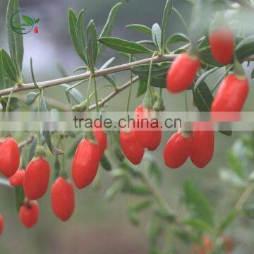 High Quality Organic Certified Goji Berries