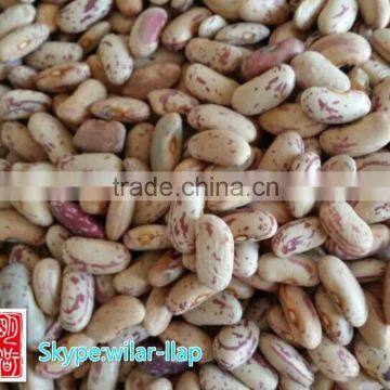 2014 crop Cheapest Light Speckled Kidney Beans, LSKB , 220-240pcs