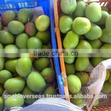 Fresh Mangoes photo-3