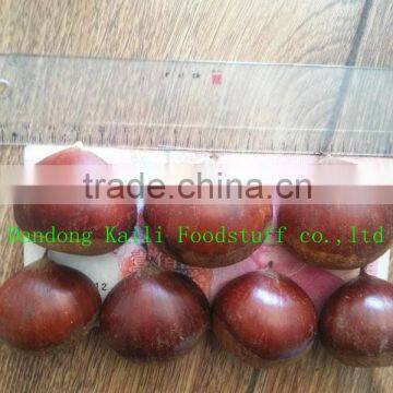 Fresh Chestnut
