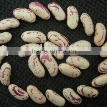 Light Speckled Kidney Beans With Long Shape