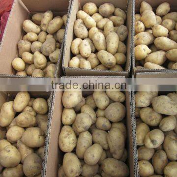 Holland Fresh Potato With Cheap Price Importer in Malaysia photo-6