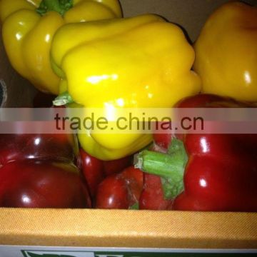 Farm Fresh Color Capsicum from egypt