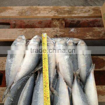 Pacific Frozen mackerel 2015 Augest new material fish