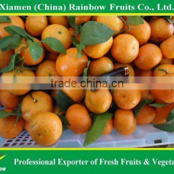 Fresh Shatang orange