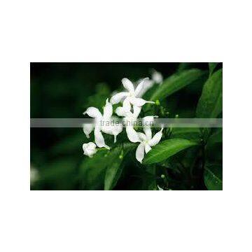 Jasminum officinalis White Jasmine Chameli Jai Common Jasmine True Jasmine Poet's Jasmine