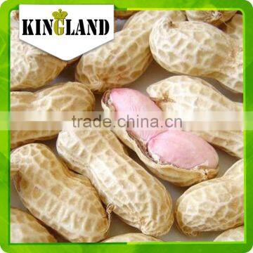 jumbo peanut in shell