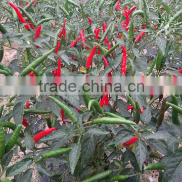 Upward pepper hybrid red pepper Chili seeds for sale-H13-36