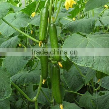 HCU19 Rutu 12 to 14cm in length,parthenocarpy f1 hybrid cucumber seeds for greenhouse