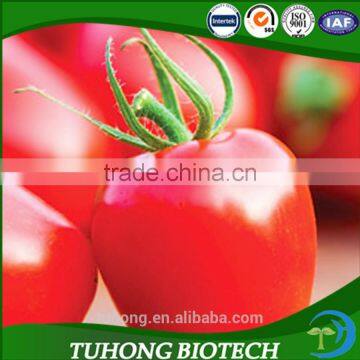 Small Tomato Fruit Seeds Organic for Export