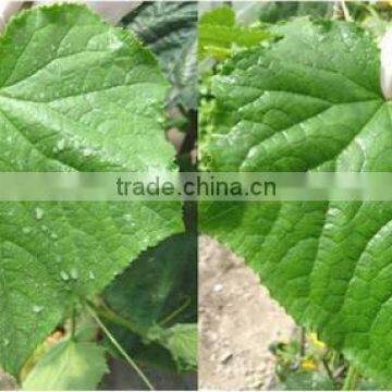 organic Amino acid NPK vigoroot liquid fertilizer