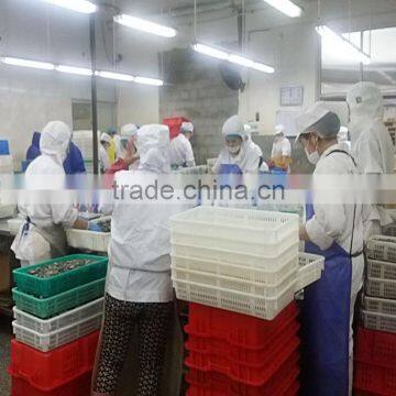 Seafrozen W/R Pacific Mackerel Fish Size 300-500 photo-4