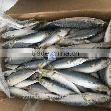 Frozen Fish Pacific Mackerel photo-2