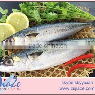 frozen Mackerel WHOLE ROUND