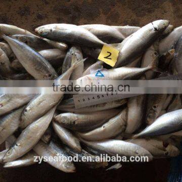 Trawling Whole Good Quality Frozen Decapterus Macrosoma Fish photo-2