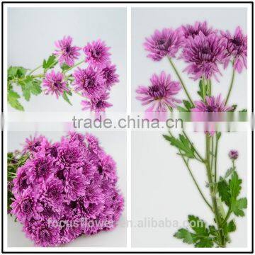 2017 Hot Purple Chrysanthemum Fresh Cut Flowers With Low Price