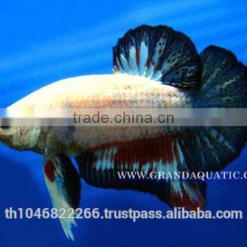 Betta Fish Farm For Sale and Aquarium Fish Exporter photo-5