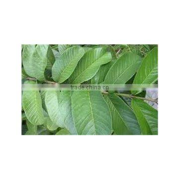 Guava Leaf photo-2