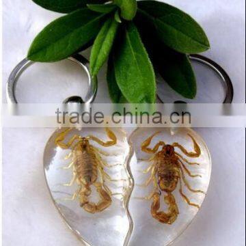 Wholesale real insect crystal chain, crystal customized real insect key chains