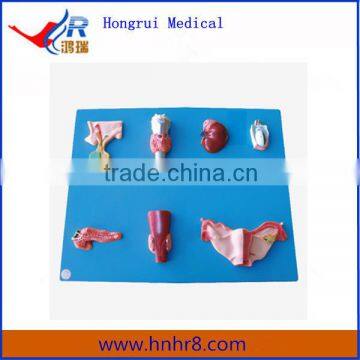 Human Endocrine Organ Anatomical Model Price