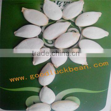 wholesale all kinds pumpkin seeds