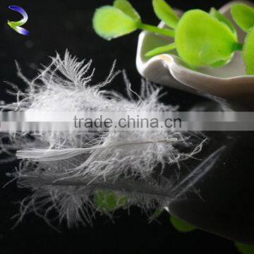 Large White Feathers for Sale 10% White Duck Feather Supplier's Choice