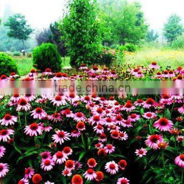 Echinacea Herb P.E