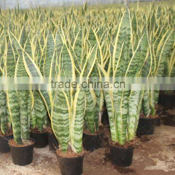 Chamaephyta succulenta sansevieria plants