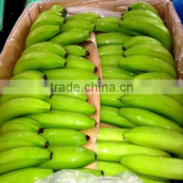 fresh green Cavendish Bananas