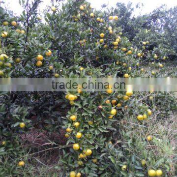 fresh baby mandarin orange for sale factory direct