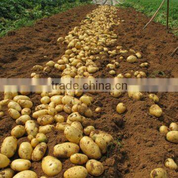 fresh Holland potato 2016 spring crop