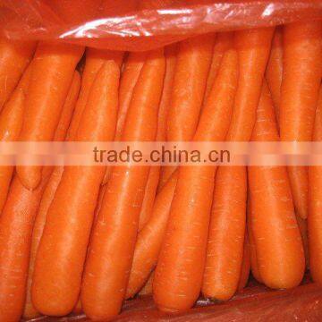 Fresh carrot in Fresh new crop