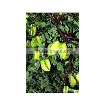 Averrhoa carambola (Star Fruit, Carambole, Oxalis Tree)