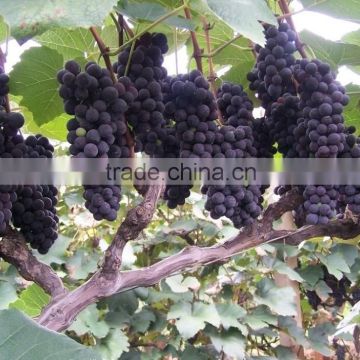 High Quality Newest Big Black Red Grape seeds for planting