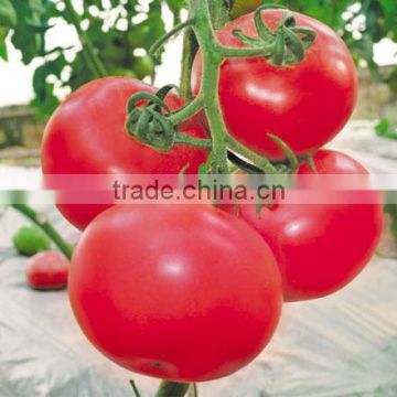 F1 Hybrid Tomato seeds for growing- LuHeng 217