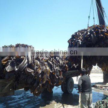 2014 crop of dried sea algae(laminaria japonica)