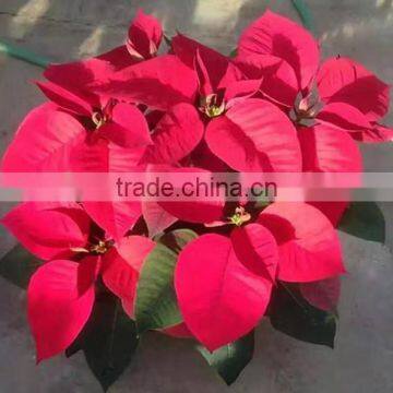 Natural poinsettia christmas flowers live plant in pot