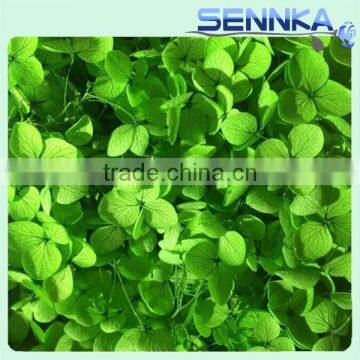 Freshness Preserved Fresh Hydrangea Annabelle Snowball Wholesale Everlasting Flowers