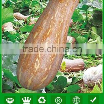 MPU11 Huangguan Orange-yellow high quality f1 hybrid pumpkin seeds price