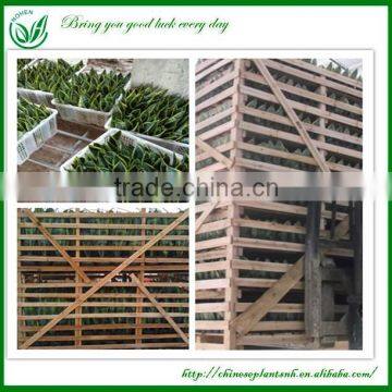 Sansevieria Bonsai for Maket photo-6