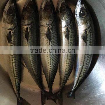 New Landing Seafrozen Fish Pacific Mackerel 300-500g 23cm+ photo-3