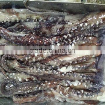 Frozen Giant Squid Tentacle photo-3